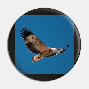 Sea Eagle Pin