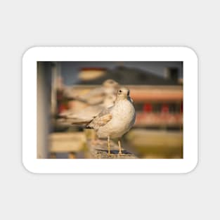 Portrait of medium-sized gull Magnet