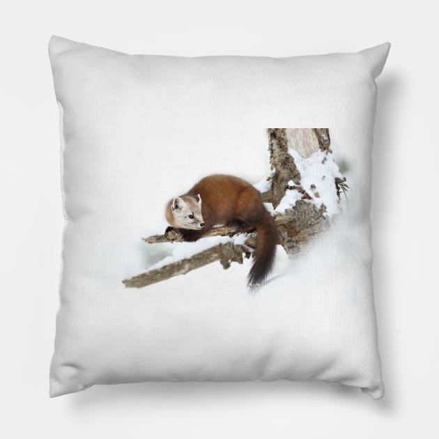 Pine Marten - Algonquin Park Pillow by Jim Cumming