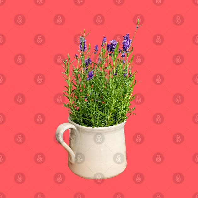 Lavender Plant in a Jug Photo by ellenhenryart