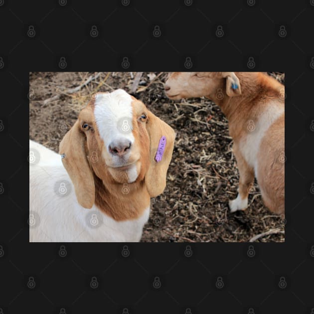 Daphne The Goat by ElisabethFriday