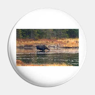 Moose - Algonquin Park, Canada Pin