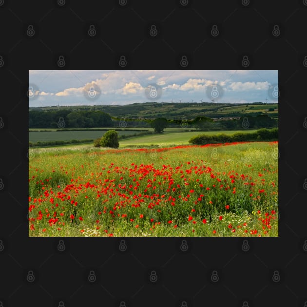 Red Poppies by MartynUK