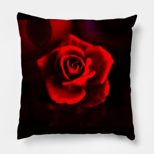 Red rose on red Pillow