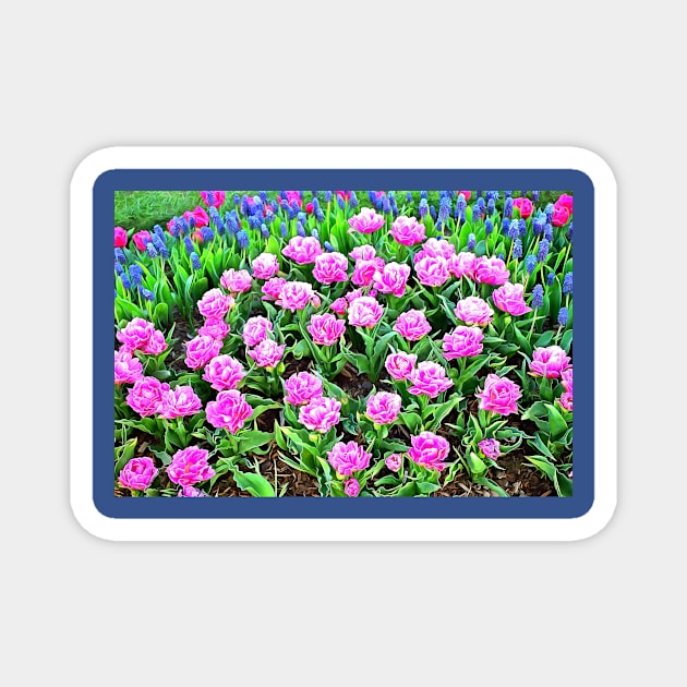 Fancy Pink Tulips with Grape Hyacinths Magnet by SeaChangeDesign