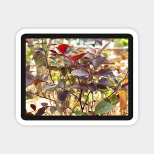 Beautiful Red Leaves Magnet