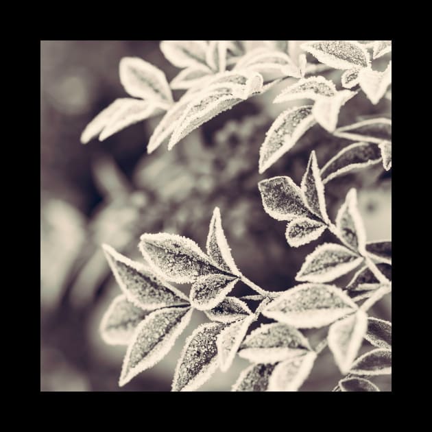 Silver Leaves by Debra Cox 