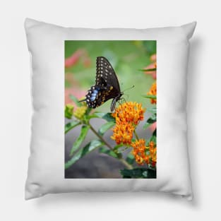 Black Swallowtail Butterfly Pillow