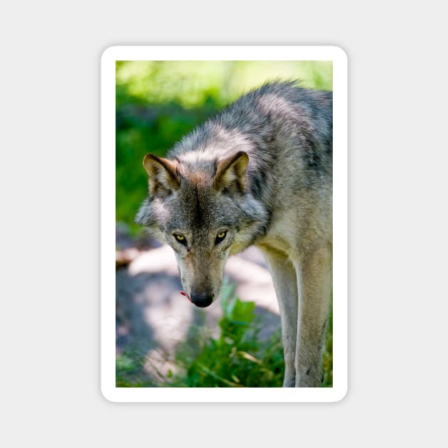 Gray Wolf Magnet by jaydee1400