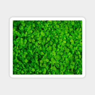 green Clover photo Magnet