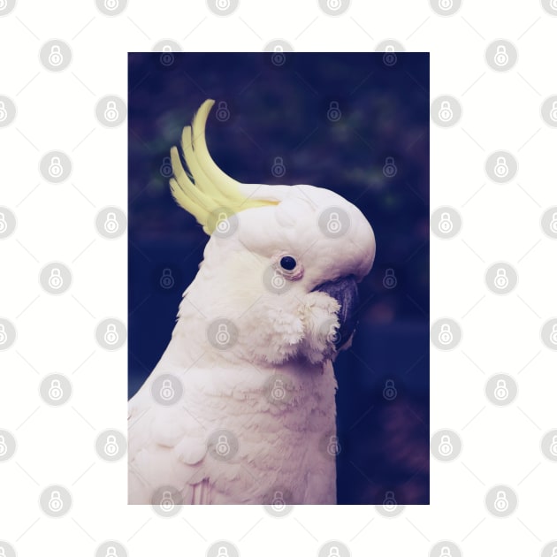 Sulfur Crested Cockatoo by LozzieElizaDesigns