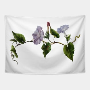 Koali awahia Ipomoea Indica Botanical Vector Art Tapestry