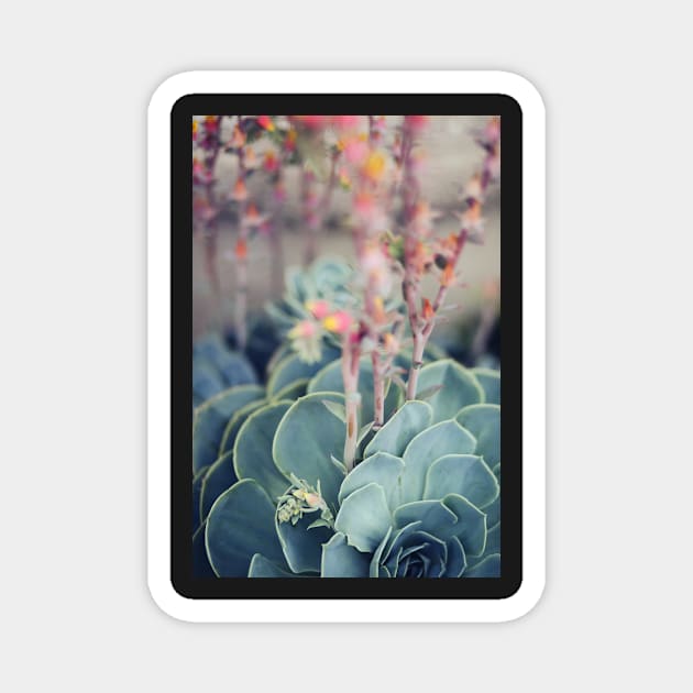 Echeveria #4 Magnet by ALICIABOCK