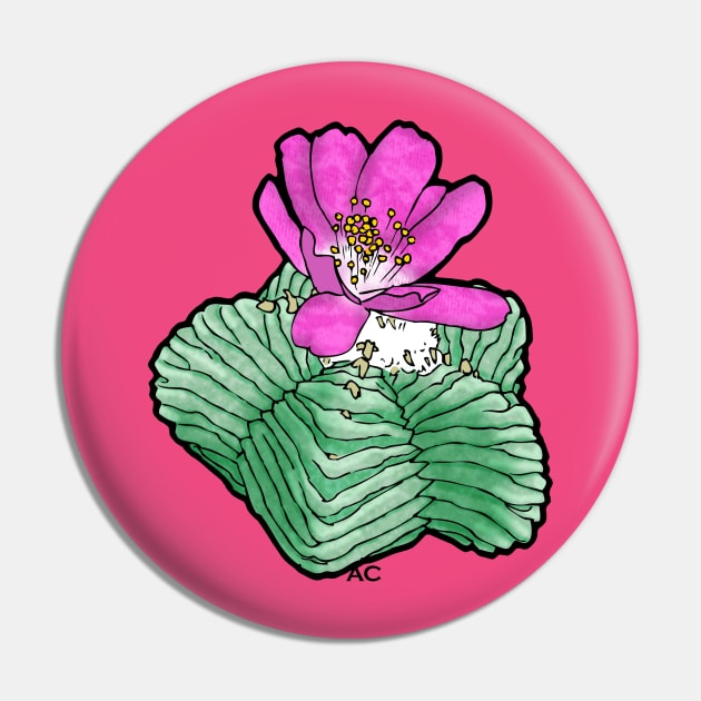 AZTEKIUM SP. By AgaCactus (Variant) Pin by AgaCactus