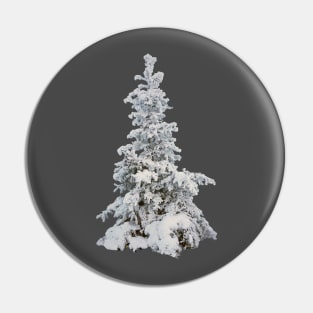 Frosty snow covered tree - winter spruce Pin