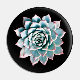 Suculenta Echeveria Blue Pin