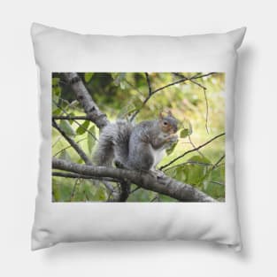 Eastern Gray Squirrel, Wildlife Photography, Wild Animals Pillow