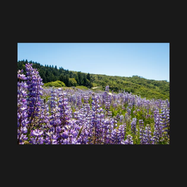 Field of lupine by blossomcophoto