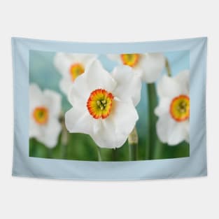 Narcissus  &#39;Felindre&#39;    Div.  9 Poeticus  Daffodil Tapestry