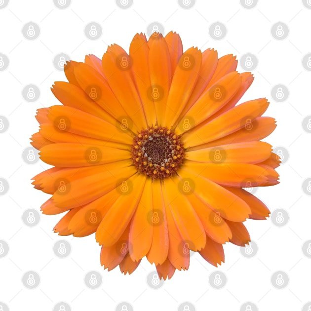 Orange Daisy Photo by sallycummingsdesigns