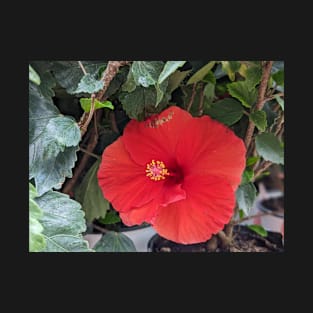 Red Flower in Leaves T-Shirt