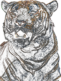 tiger, black shirt, colored tiger Magnet