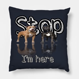 Pitbul race, pitbul American, dog Pitbul Pillow