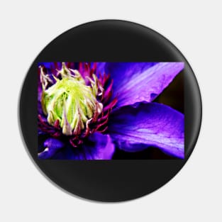 Purple Clematis flower macro Pin