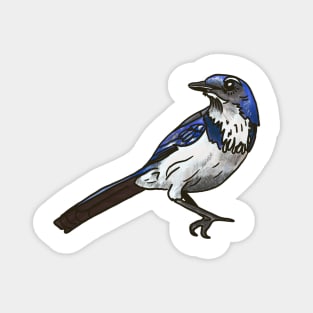 California Scrub Jay Magnet