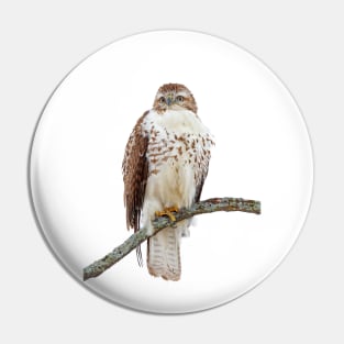 Red-tailed Hawk - Perched Pin