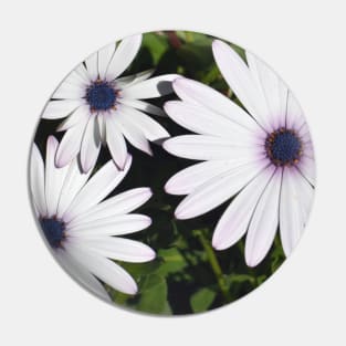 White Daisies Pin