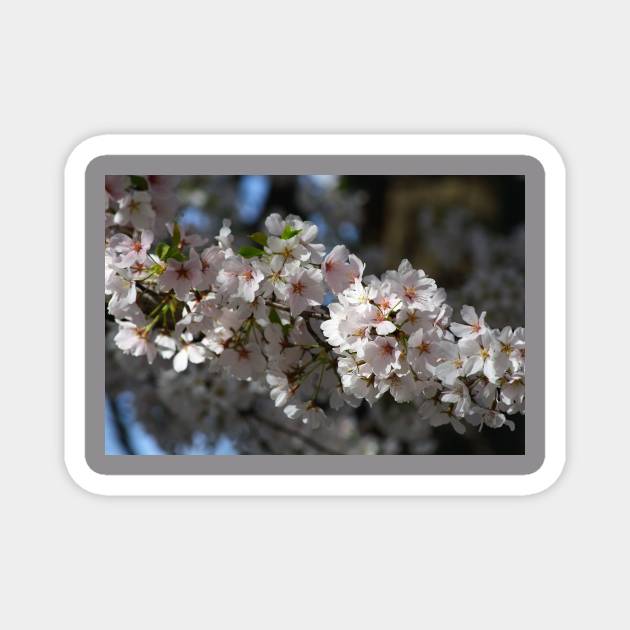 Cherry Blossoms Magnet by Rob Johnson Photography