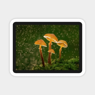 Earthy Powdercap Mushrooms in Rain Magnet