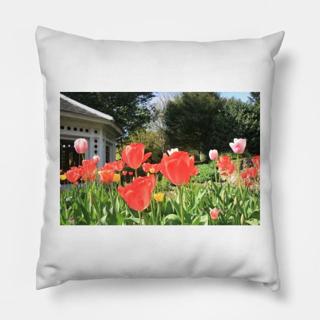 Tulips in bloom, April 2022 Pillow by RedHillDigital