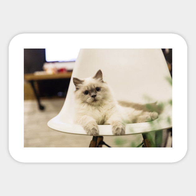 Ragdoll Cat On The Chair Ragdoll Sticker Teepublic