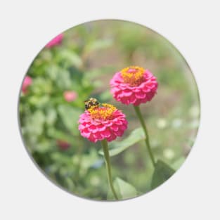 Honeybee on Hot Pink Zinnia Flower Pin