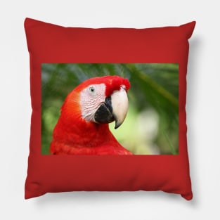 Scarlet  Macaw Pillow