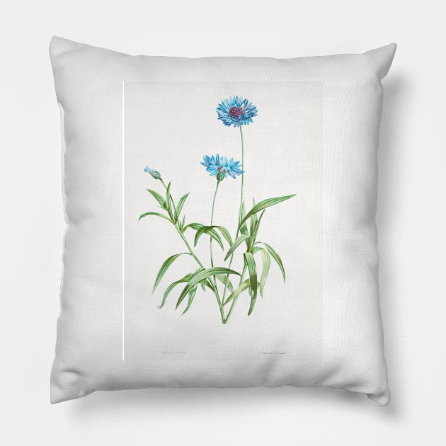 Cornflower - Botanical Illustration Pillow by chimakingthings