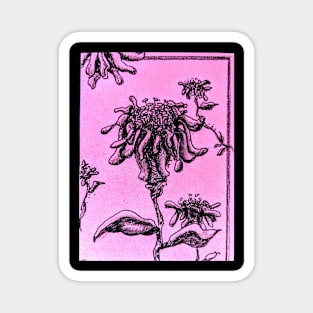 Pink Flower in Pink Magnet