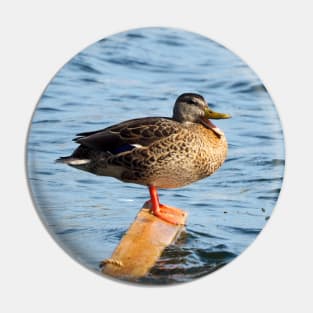 Female Mallard Duck Standing On A Block Of Wood Pin