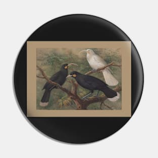 Three huia, by Johannes Keulemans Pin