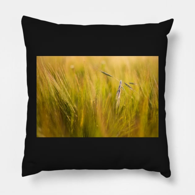 Oat alone Pillow by heidiannemorris