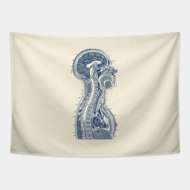 Upper Body Diagram - Vintage Anatomy Tapestry by Vintage Anatomy Prints