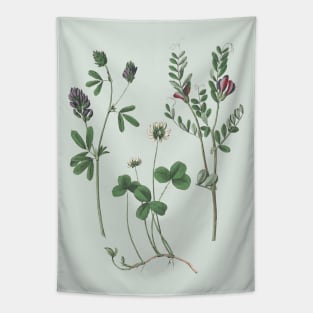 Clover Plants Botanical Illustration Tapestry