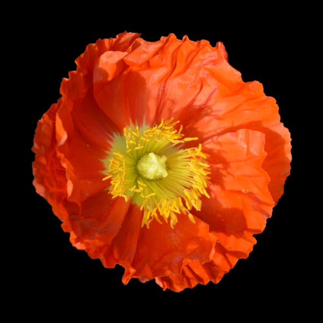 Orange Poppy Flower by Moonlit Midnight Arts