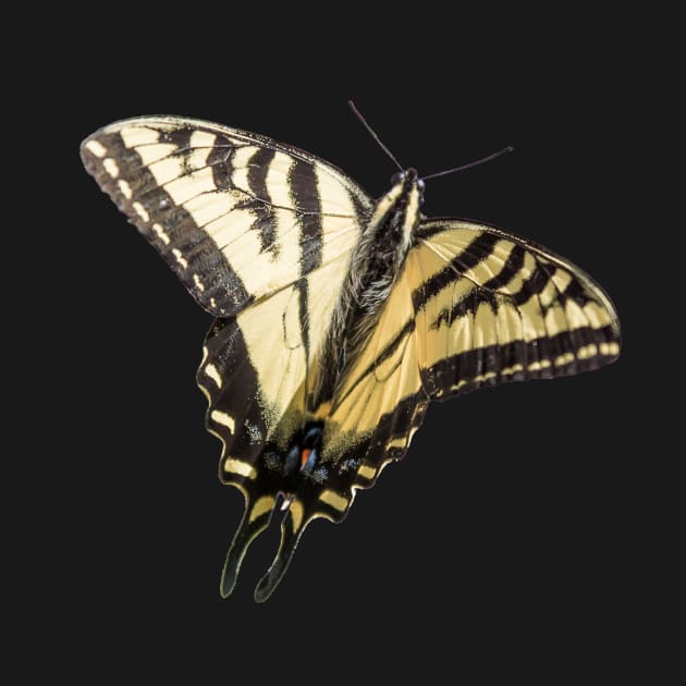 Western Tiger Swallowtail Butterfly Sticker by Amy-K-Mitchell