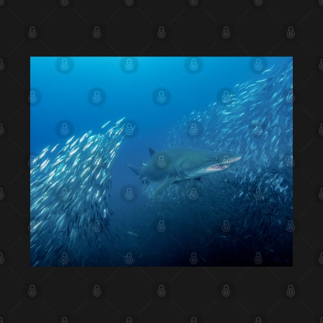 Sand Tiger Shark Bursts Through a School of Minnows by jbbarnes