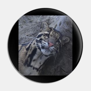 Clouded Leopard Pin