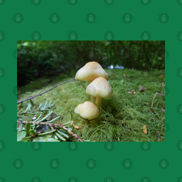 Mushroom Closeup Nature Photography Pacific Northwest by starcraft542