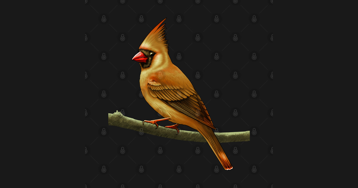 Red cardinal bird female cute northern cardinals - Red Cardinal Bird ...